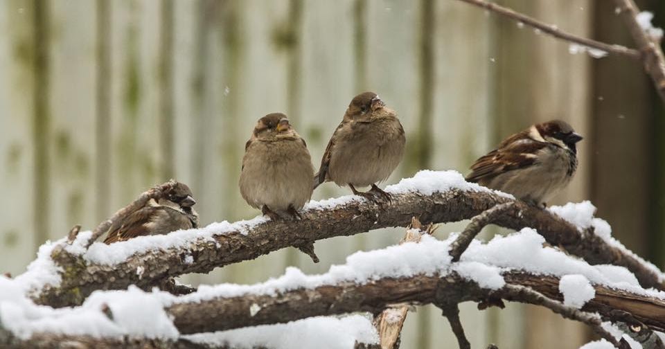 The Natural Naturalist Birds keeping warm in the winter