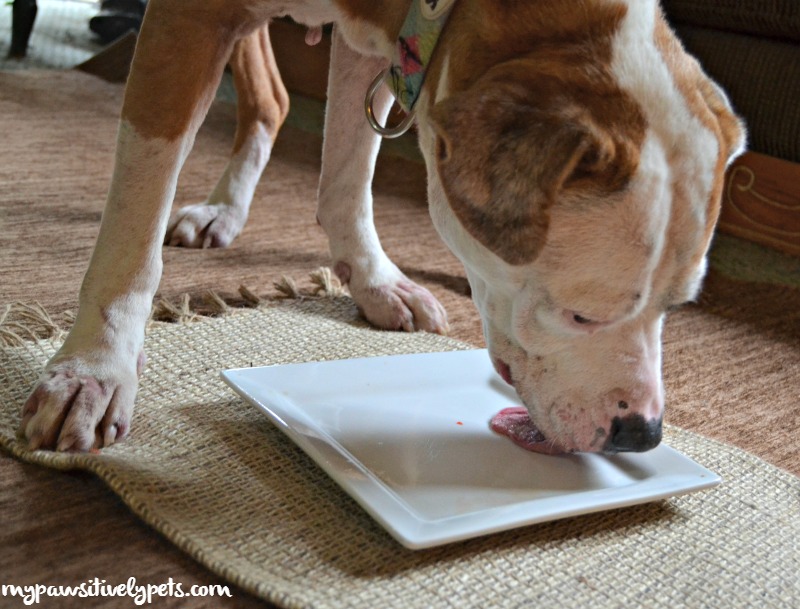 Balanced Blends Offers Convenient Raw Diets for Cats and Dogs