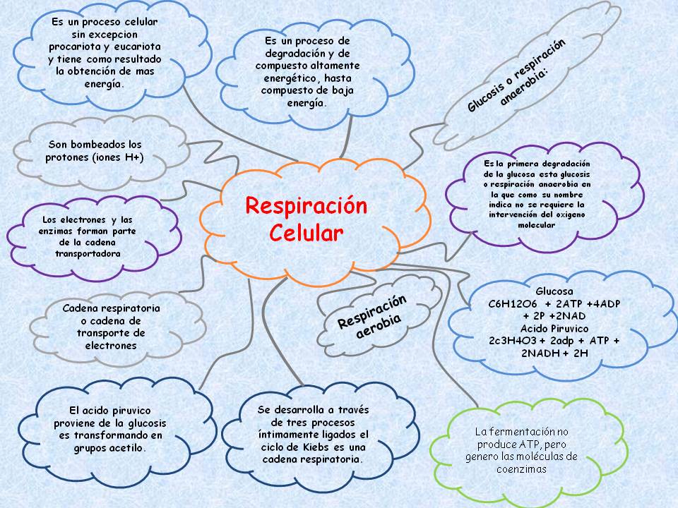 Equipo 7 Biologia: Respiracion celular