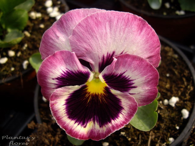 Plantas y flores: Viola tricolor