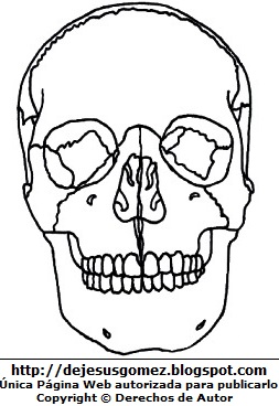 Cráneo Dibujo de los huesos del cráneo para colorear pintar imprimir. Dibujo de un cráneo hecho por Jesus Gómez