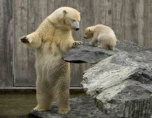 gambar beruang lucu - gambar beruang - gambar beruang lucu