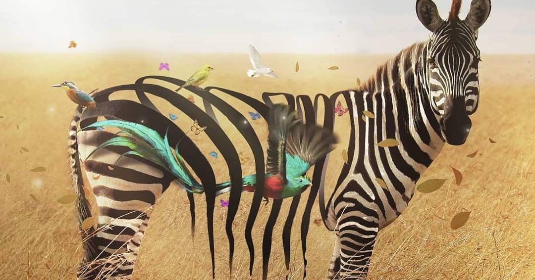 Zebra Instagram unknownian