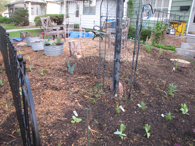 A Corner Garden: Front Yard Update