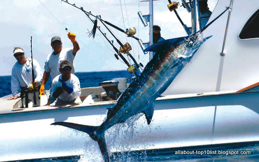 The amazing world of top10: Marlin Fishing, Bahamas