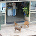 Incomodados! Empresários reclamam da grande quantidade de Cachorros abandonados nas ruas de Eldorado-MS  