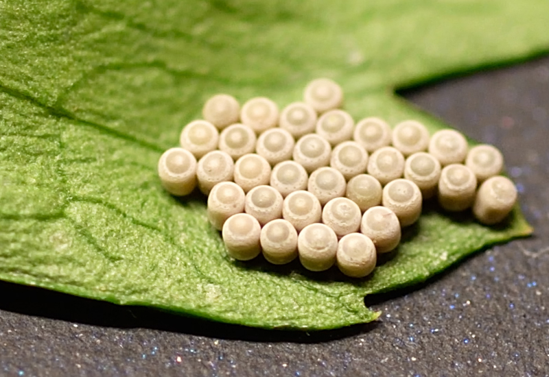 10 Jenis Telur Serangga yang Menarik