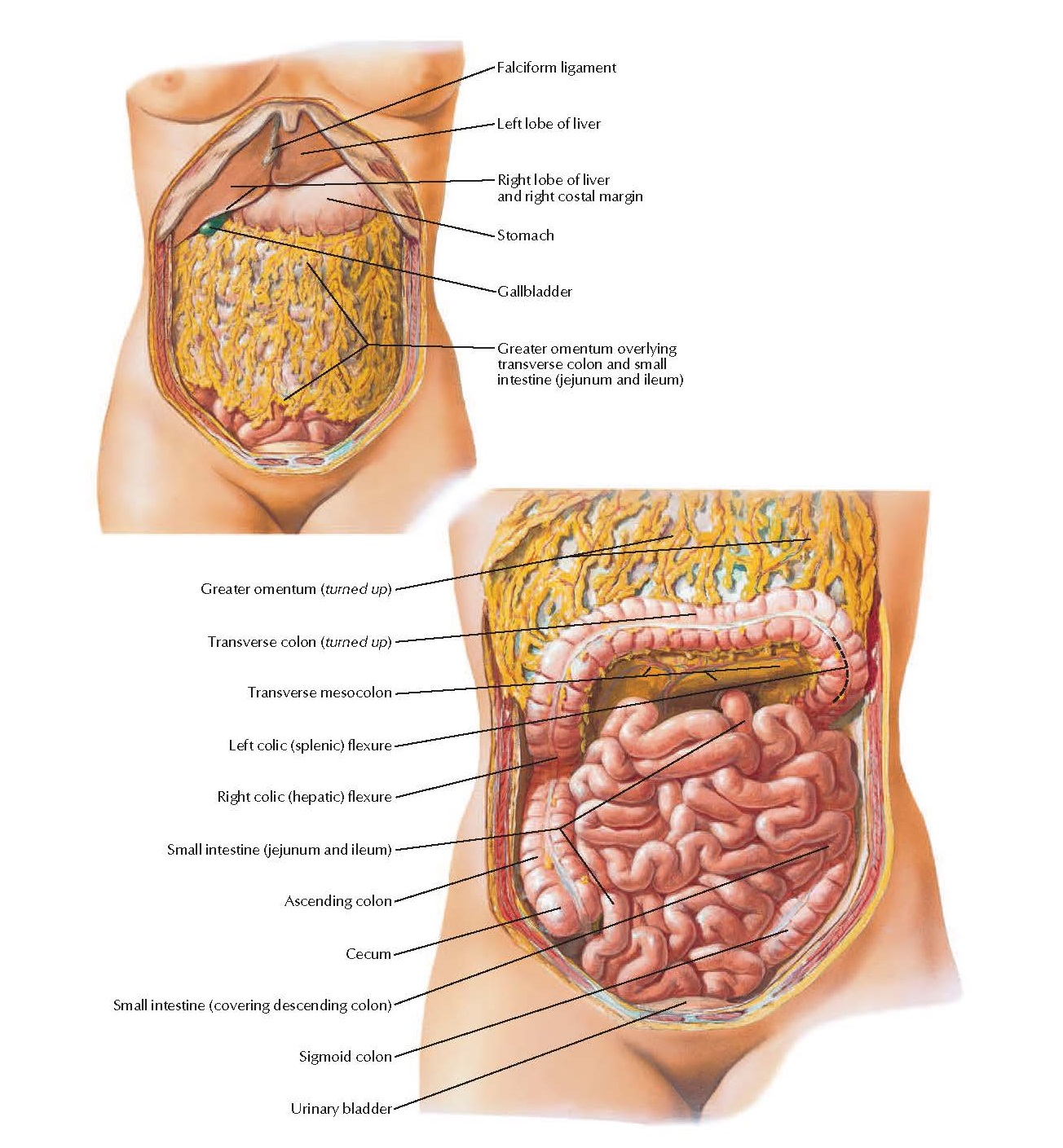 Greater Omentum And Abdominal Viscera Anatomy pediagenosis
