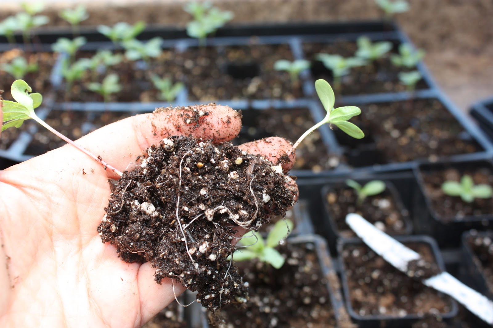 42 zinnia plants for under 2.00 potting up seedlings