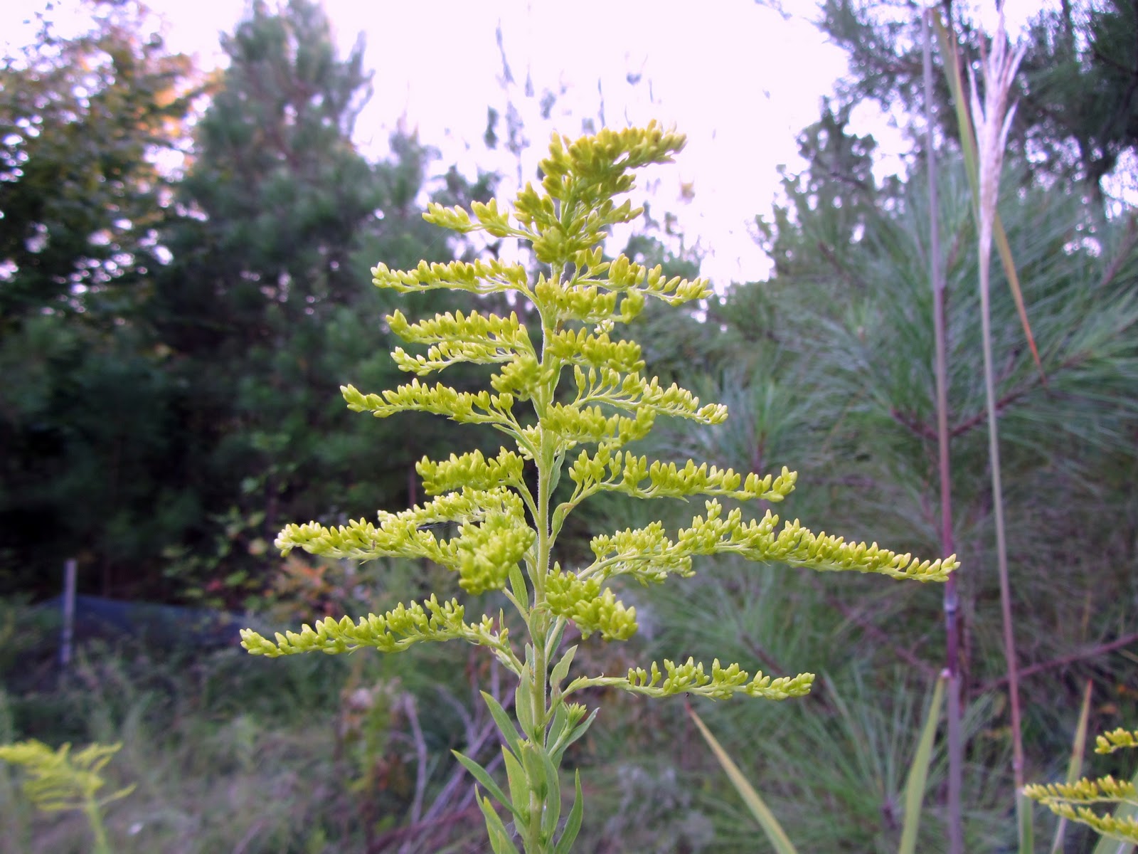 Using Native Plants Flowers of the Fall Roadside