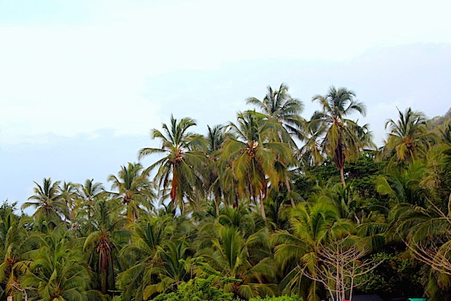 Palm tress in Tayrona National Park, Colombia