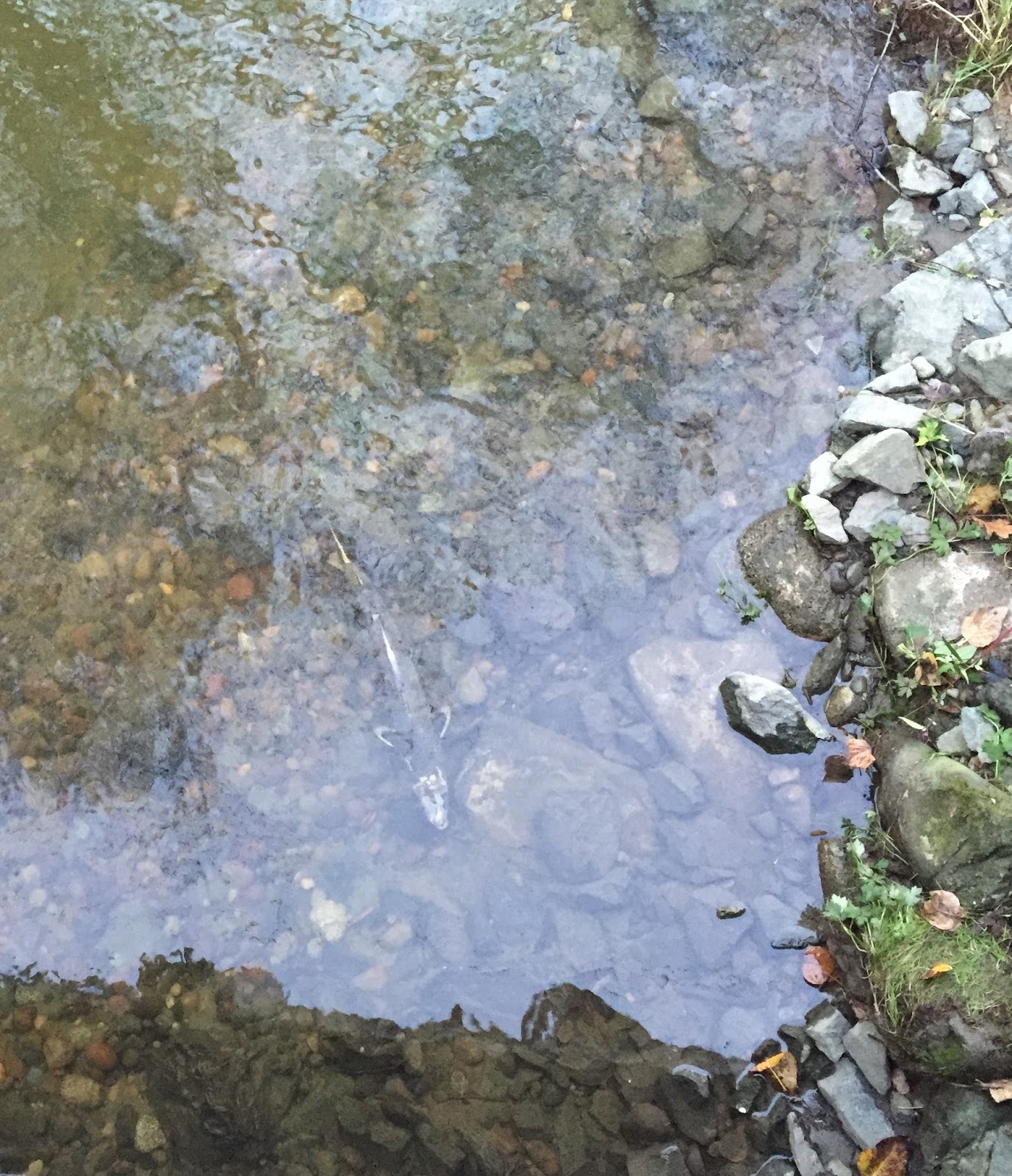 Swimming upstream dvd picture