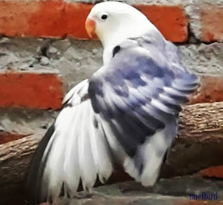 tips cara mengatasi lovebird yang over birahi dengan mudah tips cara mengatasi lovebird yang over birahi dengan mudah