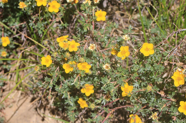 Nature Abhors A Garden Shrubby Yellow Potentilla