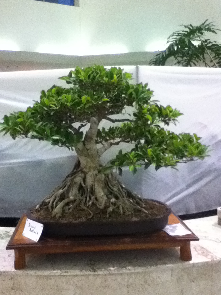 PUERTO RICO GALLERY Bonsai de Puerto Rico