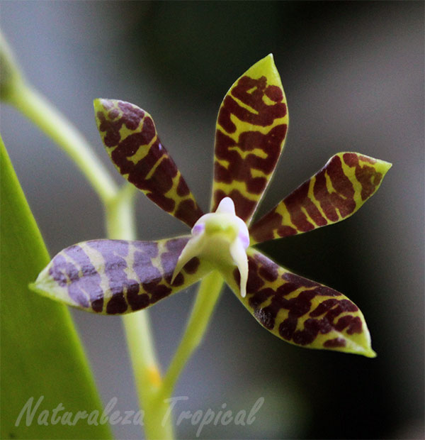 La orquídea Jirafita o Dólar, Prosthechea boothiana