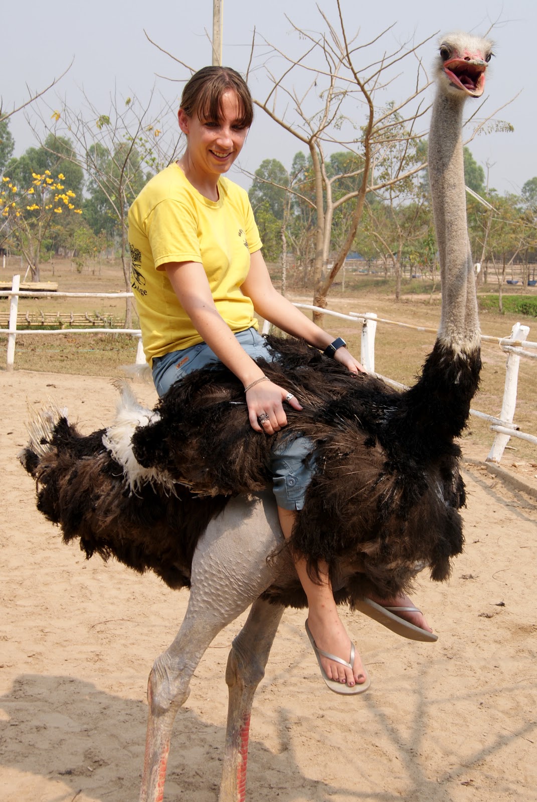 Love From Wherever: Ostrich Cowboy: The Sequel