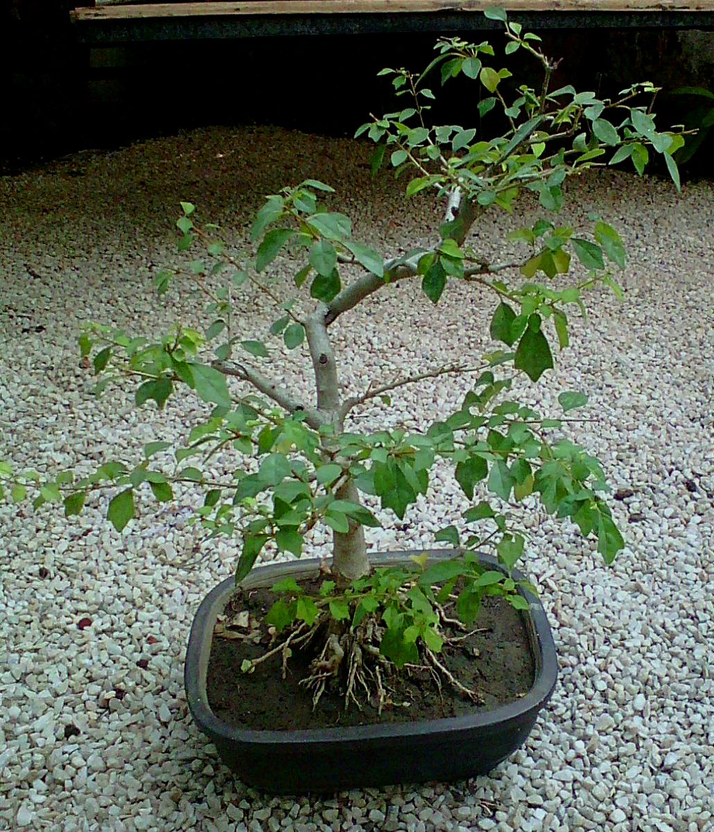 Garden Plant Nursery Ahmedabad bonsai tree plants