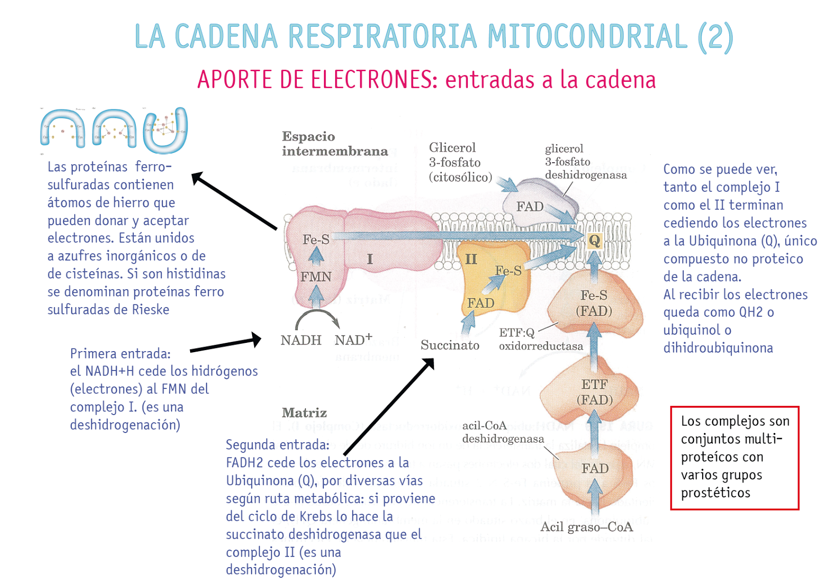 blog de ciencias naturales Clase 4 Respiración celular blog de ciencias naturales Clase 4 Respiración celular
