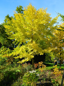 Ginkgo biloba Maidenhair tree fall foliage Toronto Botanical Garden by garden muses-not another Toronto gardening blog