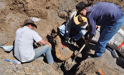 Large dinosaur bones found in Qld, Australia