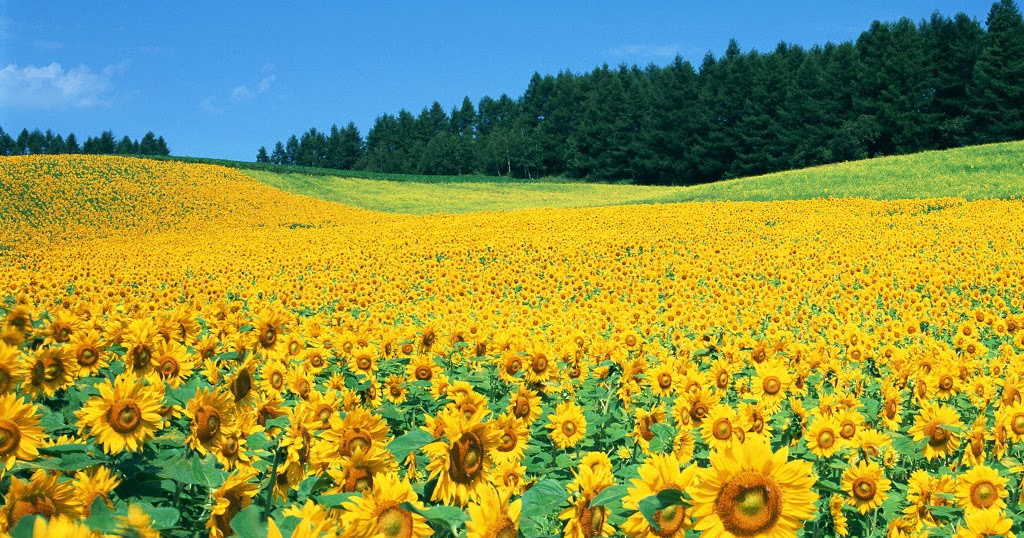 Sunflower field picture. - WebAndGraph | Online Tutorials