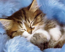 kitten cozy kittens cats wallpapers wapapers lovely cat desktop kitty background kitties pretty sleeping being blogclan