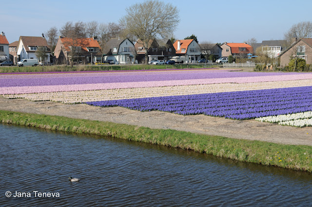 HyacinthFields Holland2013