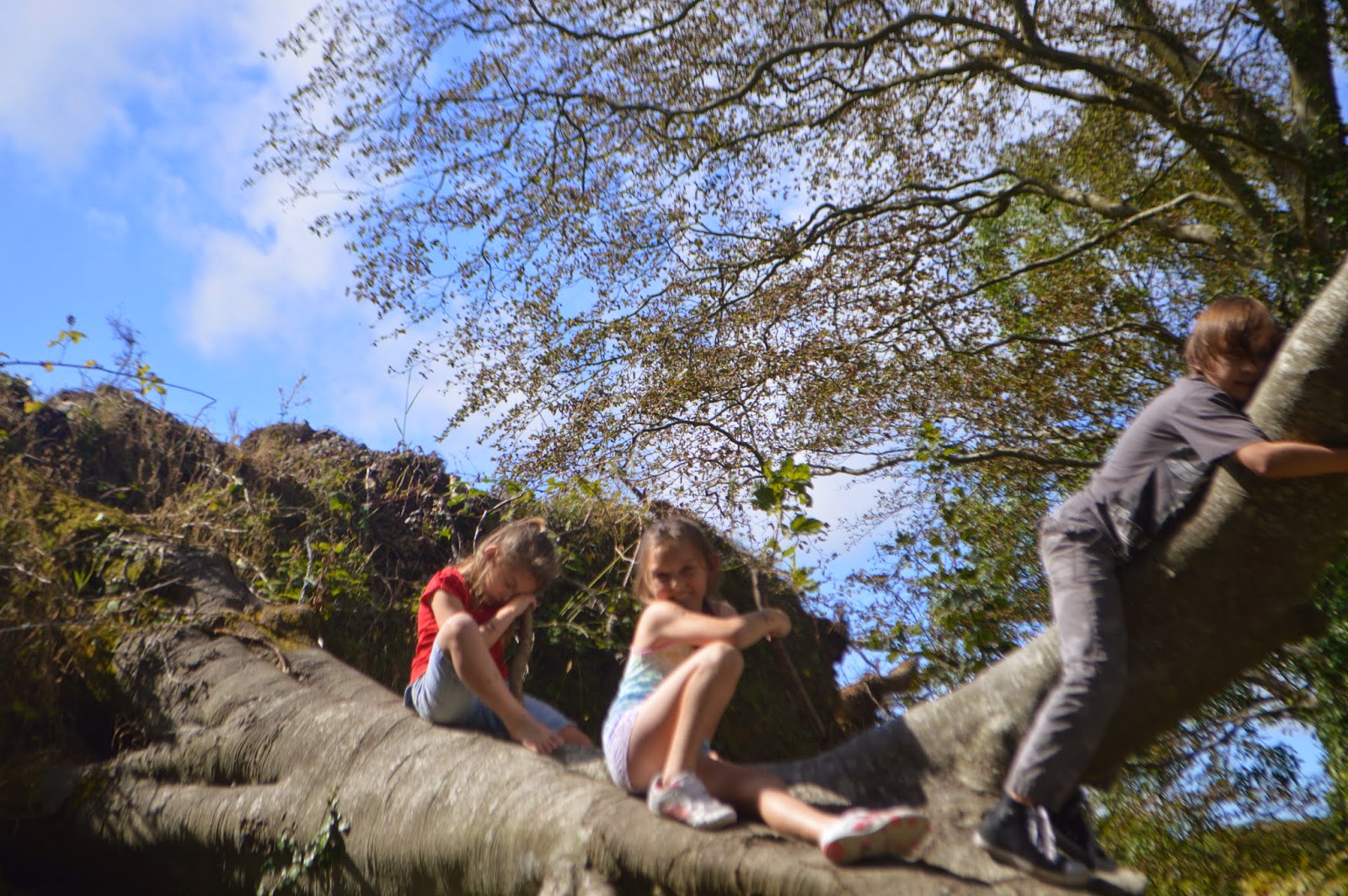 , A Woodland Walk at Withybush Woods #CountryKids