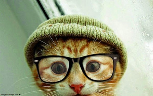 Photo chat drôle avec lunette et bonnet 