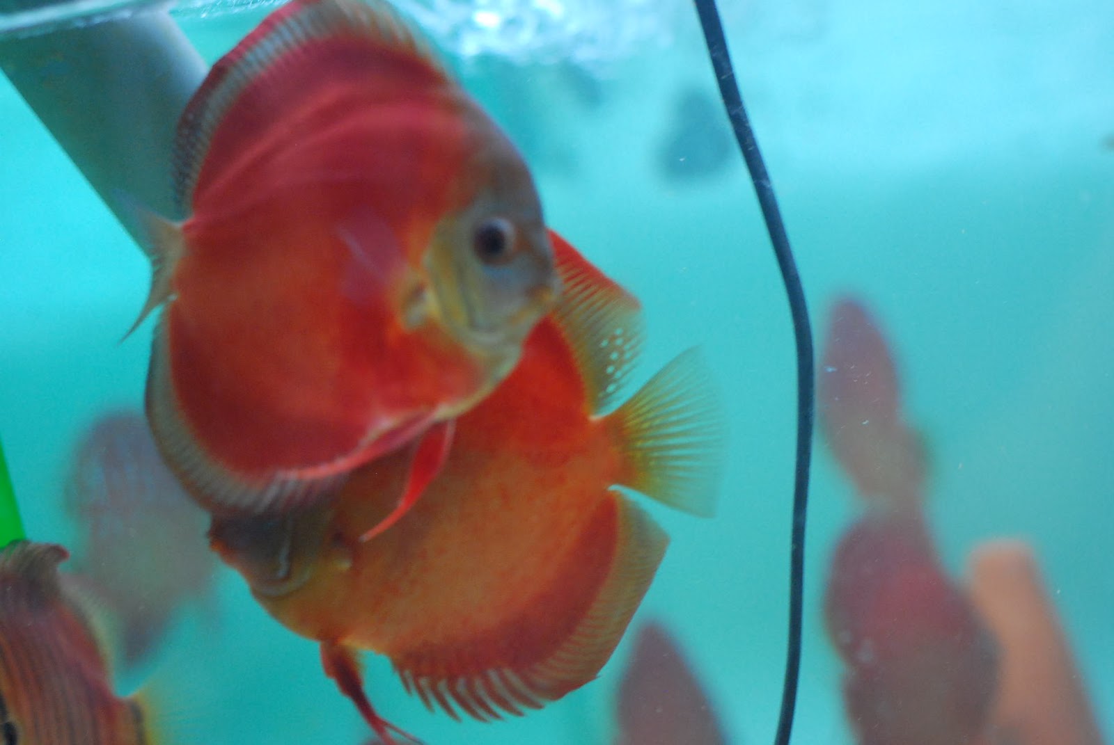 JOE'S AQUAWORLD FOR EXOTIC FISHES MUMBAI INDIA 9833898901 Aquarium san