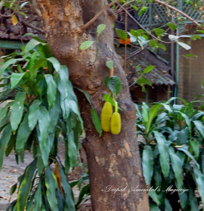 Mumbai Daily Thursday Challenge TWO (Twins, Two of Anything,...)