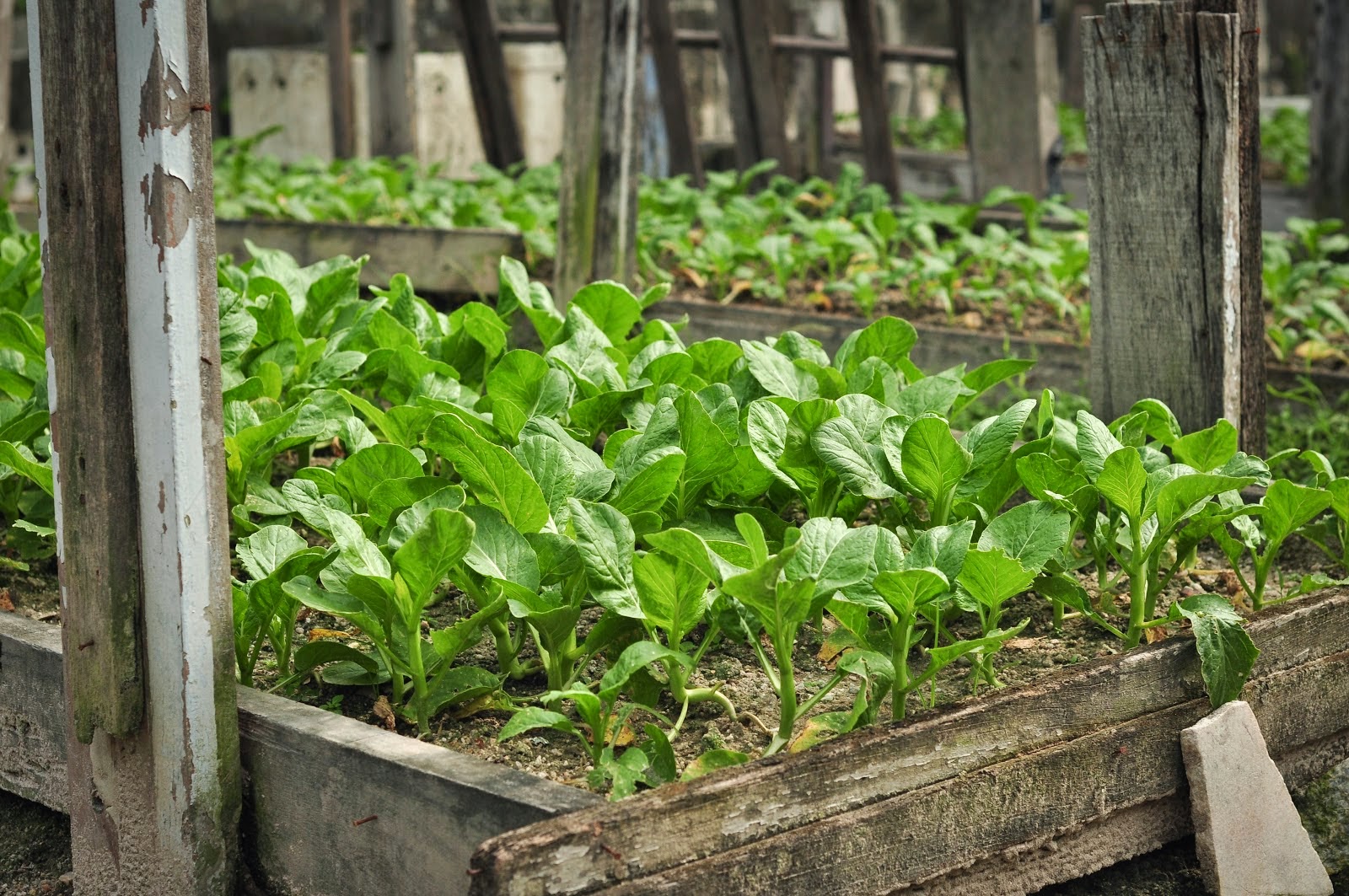 Panduan  Tips & Petua Blogs KEBAIKAN PERTANIAN ORGANIK