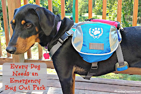 doberman mix puppy wearing backpack