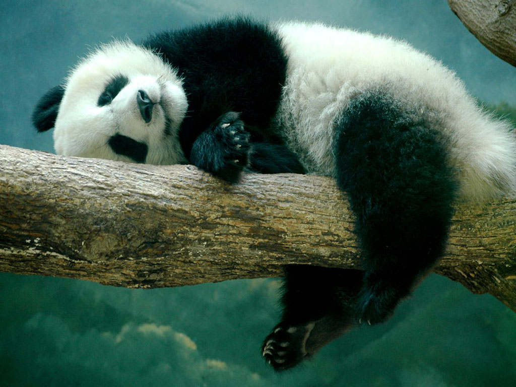 HD wallpapers  Top Quality Pictures Panda  Beautiful Cool 