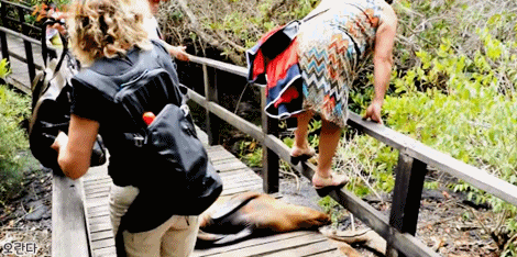 갈라파고스에서 동물과 인간의 공존 ㅋㅋㅋ.jpgif | 인스티즈