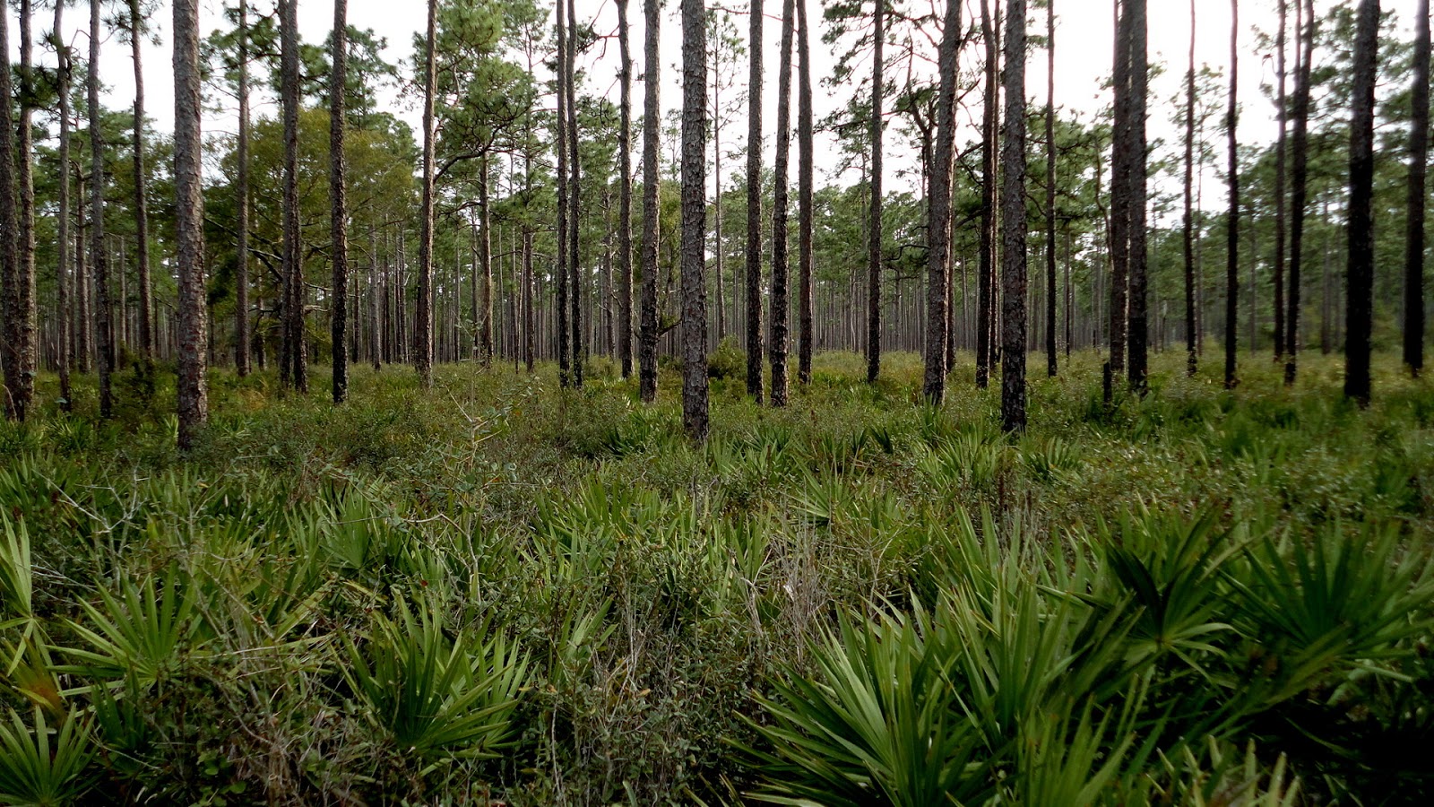 Kibitka Escape Crooked River State Park, St. Mary's GA