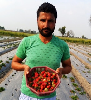 Inspirational story of a successful Strawberry Farmer in Ferozepur - Gurmail Singh