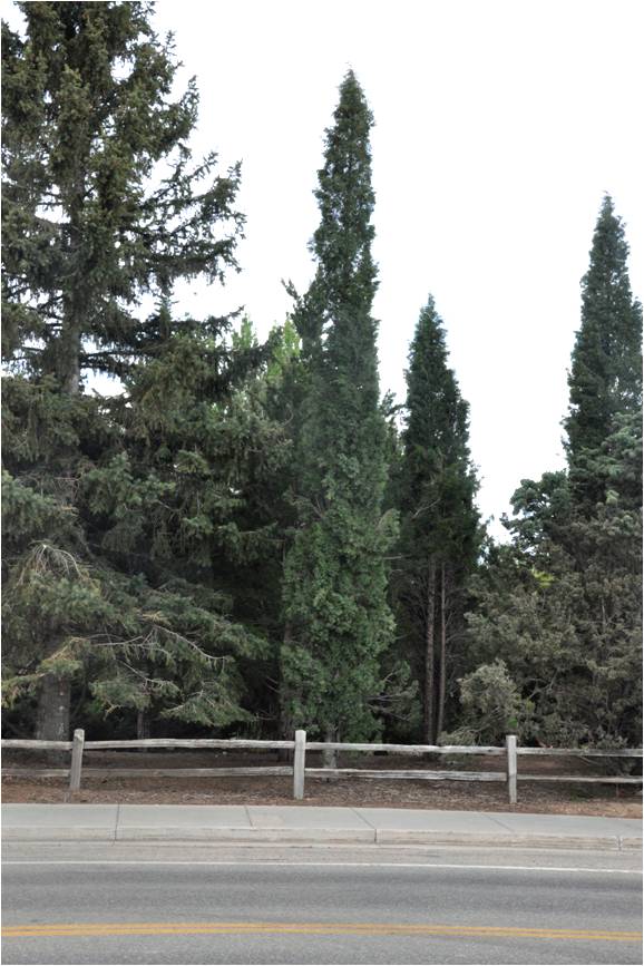 COHorts MultiSite Woody Plant Trial 2006 Planting Woodward Columnar