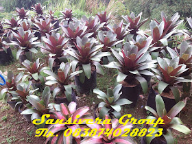 ANEKA BROMELIA BROMELIA-GIANT