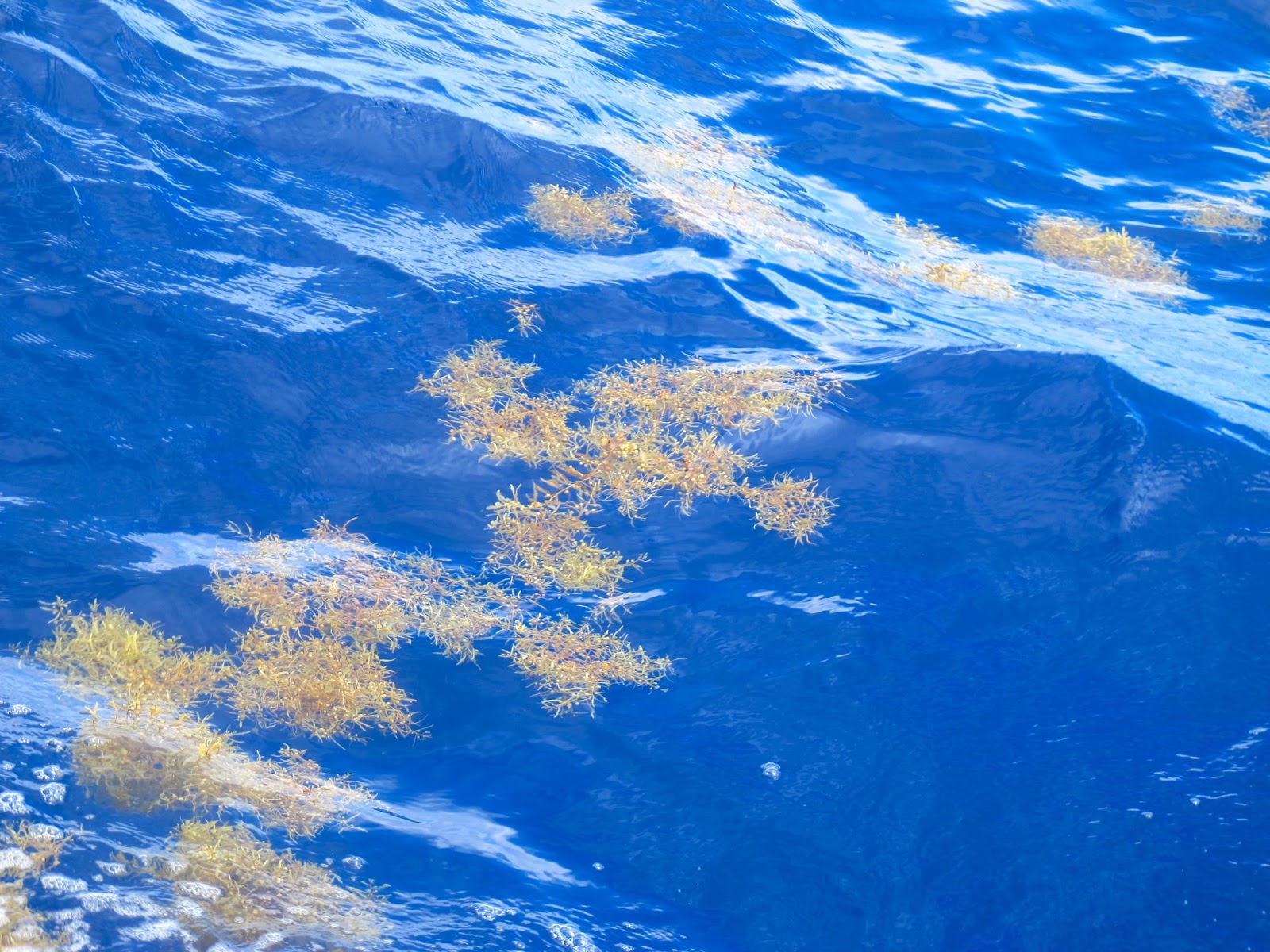 Voyage to the Sargasso Sea: Swimming with the monsters of the Sargasso Sea(02)