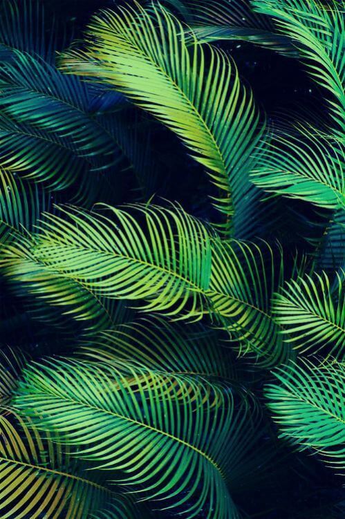 Palm Wallpaper - Free New Wallpapers | HD High Quality Motion
