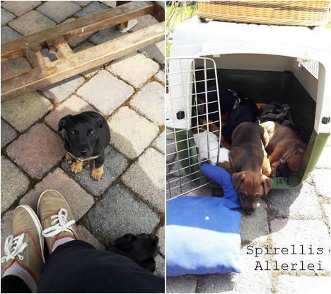 Spirellis Allerlei - Hundewelpen sind bei Tasso registriert