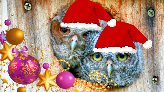 Eastern Screech Owlets Christmas Songs