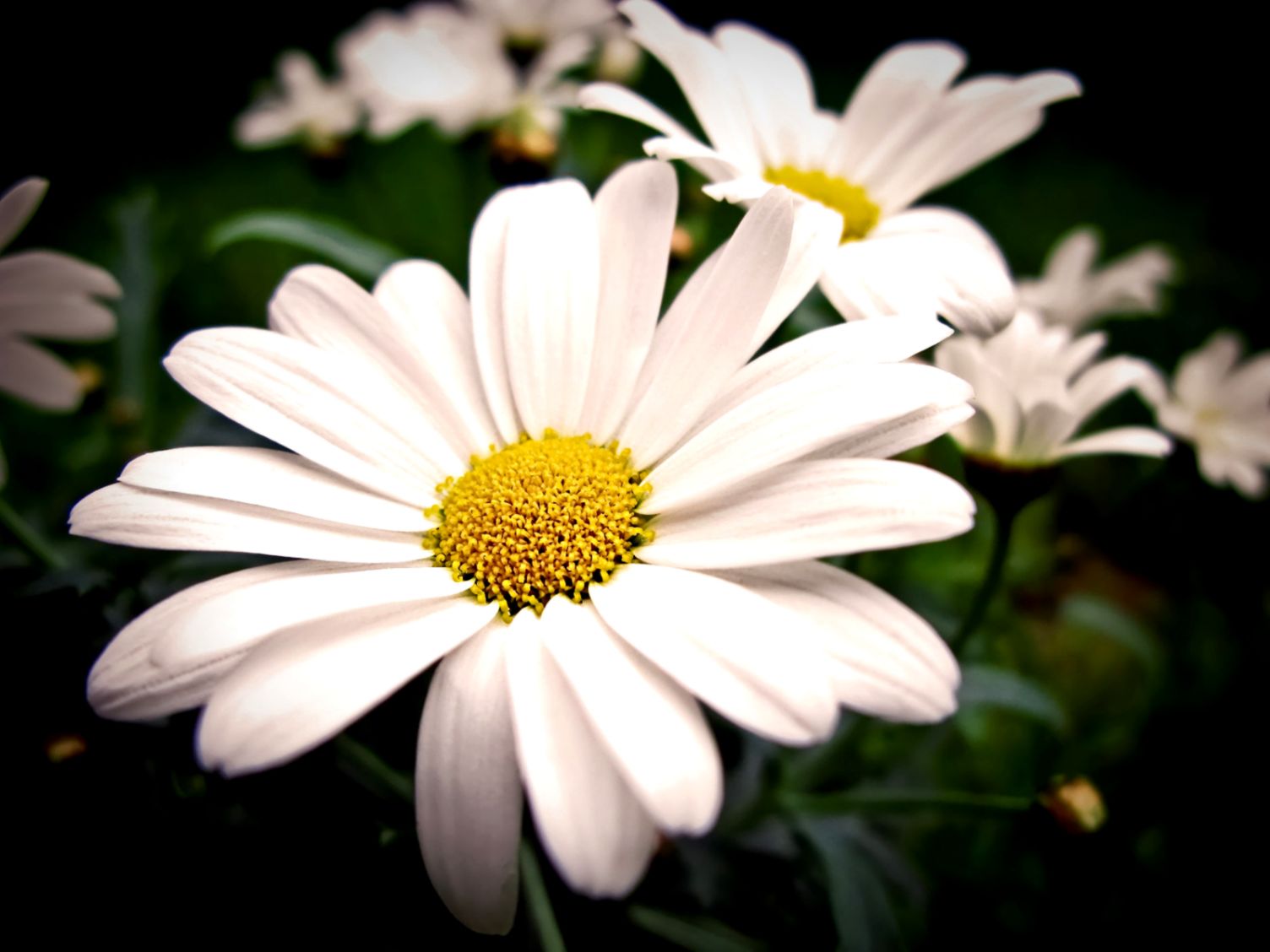 Flower Graphic Art Wallpaper