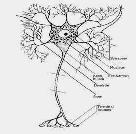 الخلايا العصبية الحركية تقوم بنقل السيالات العصبية من أعضاء الحس إلى الدماغ