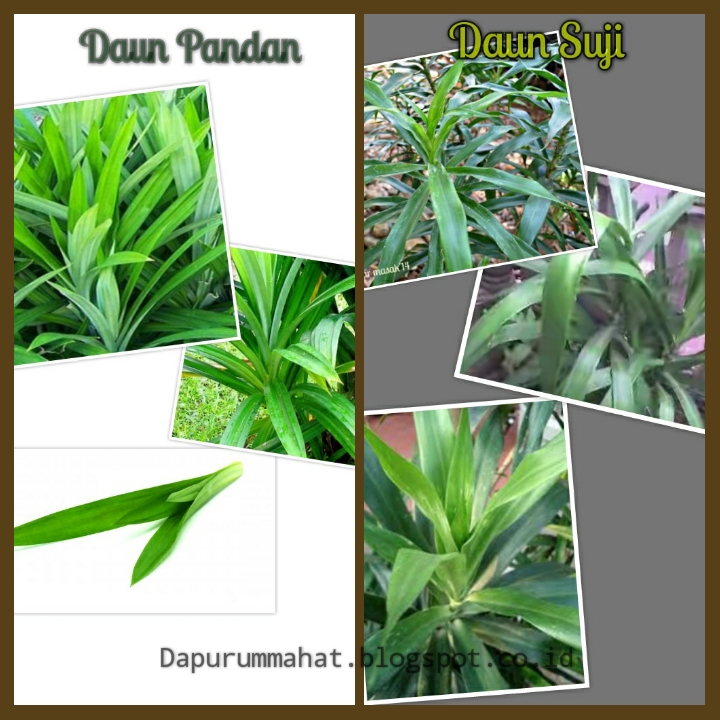 Contoh Gambar Gambar Mewarnai Daun Pandan Kataucap Contoh Gambar Gambar Mewarnai Daun Pandan Kataucap