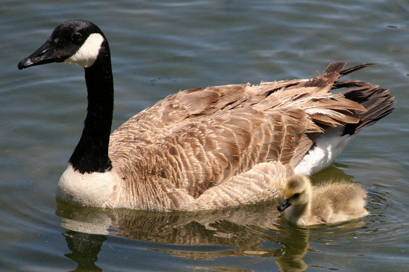 Canada Goose The Biggest Animals Kingdom