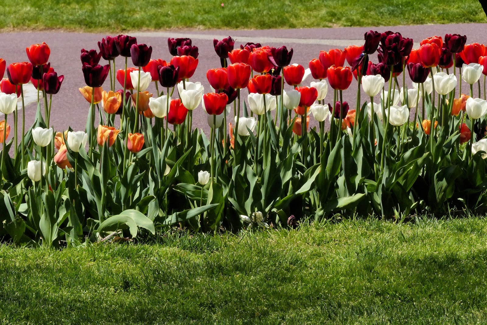 boston-photos-boston-public-garden