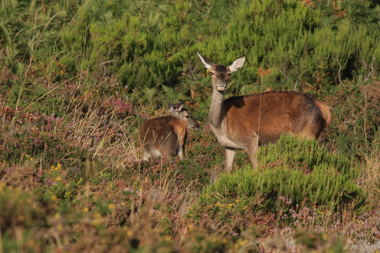 Javier lópez de Bergara Ciervas